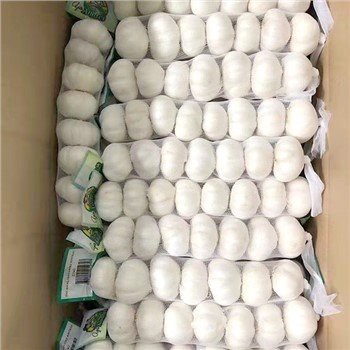 आकार 5.5 थोक शुद्ध सफेद लहसुन प्रत्यक्ष बिक्री